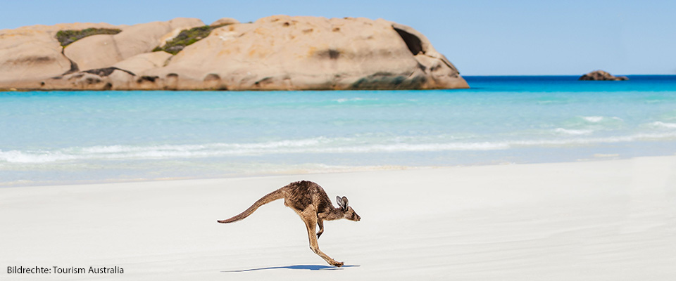 03-Kangaroo-on-Twilight-Beach-Esperance.jpg
