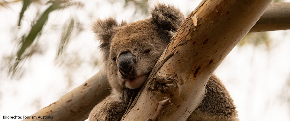 07-Koala-Kangaroo-Island.jpg